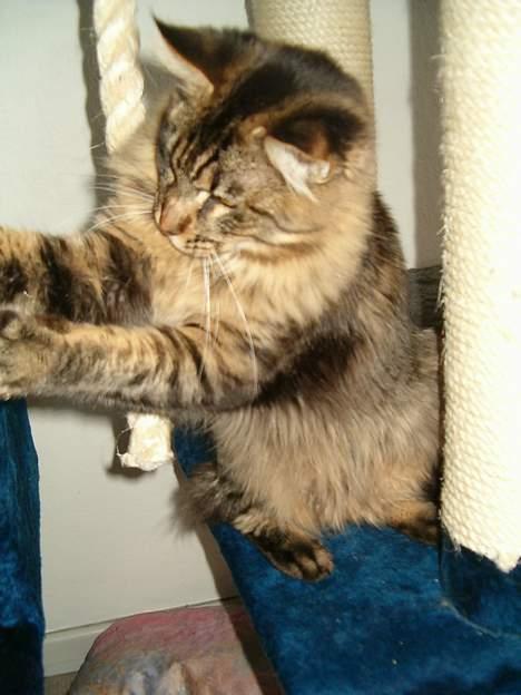 Maine Coon Tazz Tilbage ved ejer billede 5