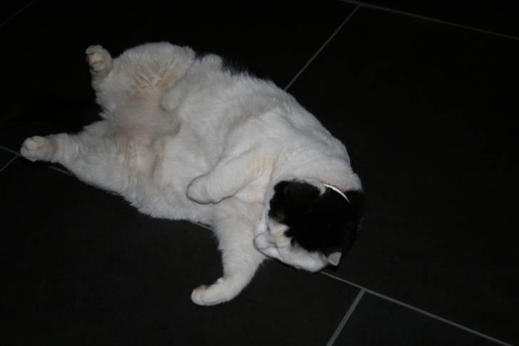 Huskat Pjuske <3  R.I.P - 2009 billede 15