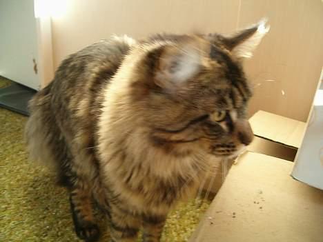 Maine Coon Tazz Tilbage ved ejer billede 6