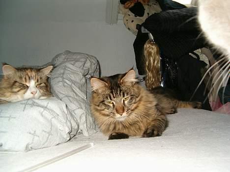 Maine Coon Tazz Tilbage ved ejer billede 7