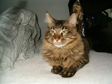 Maine Coon Tazz Tilbage ved ejer billede 8