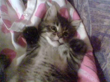 Maine Coon Tazz Tilbage ved ejer billede 9