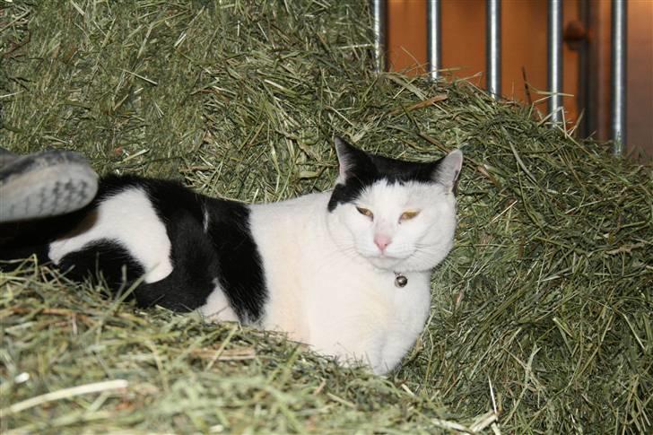 Huskat Pjuske <3  R.I.P - nyt (: billede 16