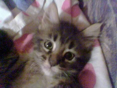 Maine Coon Tazz Tilbage ved ejer billede 10