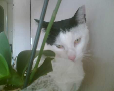 Huskat Pjuske <3  R.I.P - Okay, så lukker jeg da bare øjnene,, (: billede 17