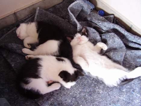 Huskat Pjuske <3  R.I.P - Pjuskes killinger . .<3 billede 18