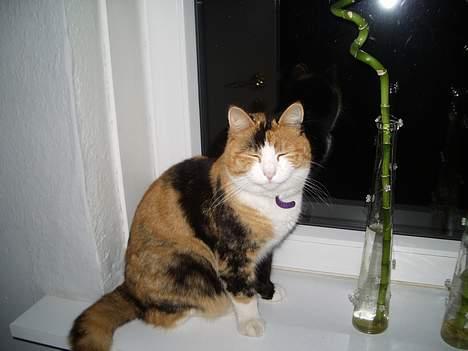 Huskat Mille - her sidder jeg tit og nyder udsigten. billede 1