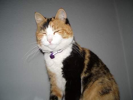 Huskat Mille - Det er altså skarp det lys. billede 2