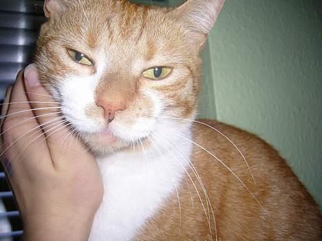 Huskat bella - nusse billede 1