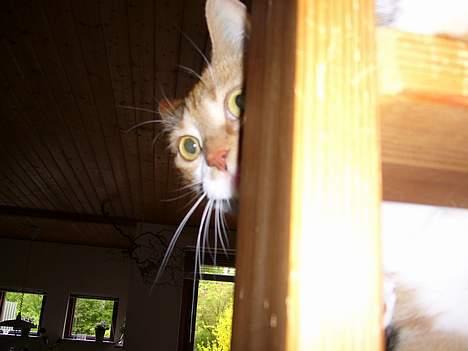 Huskat bella - vild kat :) billede 2