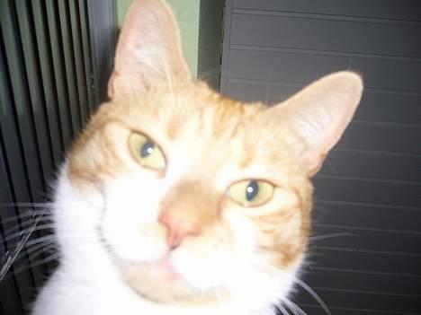 Huskat bella - wow.. billede 4