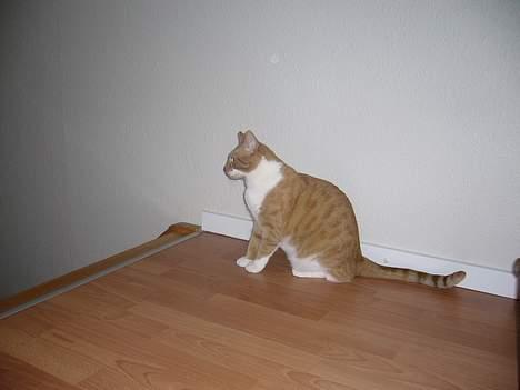 Huskat bella - jaa.. billede 5