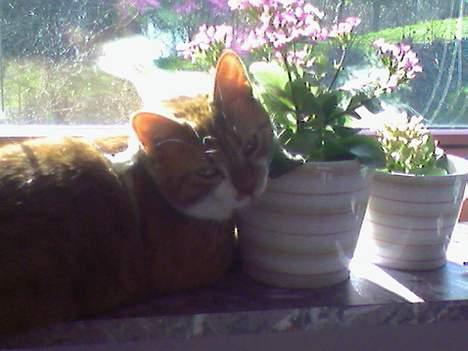 Huskat bella - jeg elsker blomster :) billede 6