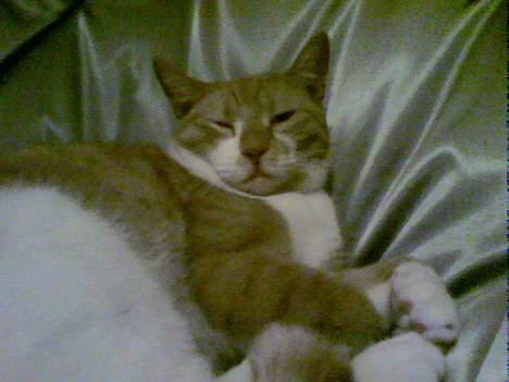 Huskat bella - godnat.. billede 7