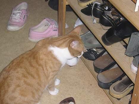 Huskat bella - sko.. JUBII :) billede 8