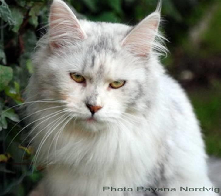 Maine Coon CorkyCoon Luna di Maggio billede 1