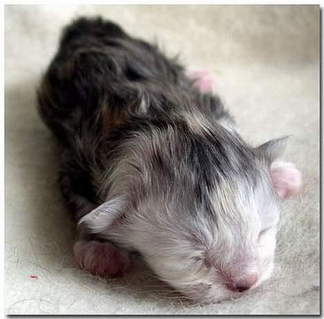 Maine Coon CorkyCoon Luna di Maggio billede 2