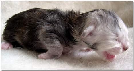 Maine Coon CorkyCoon Luna di Maggio billede 3