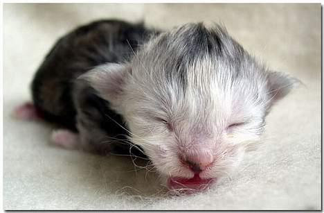 Maine Coon CorkyCoon Luna di Maggio billede 4