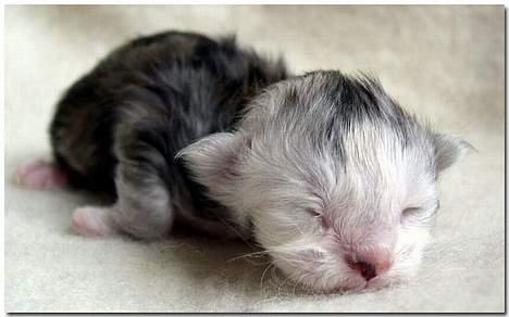 Maine Coon CorkyCoon Luna di Maggio billede 5