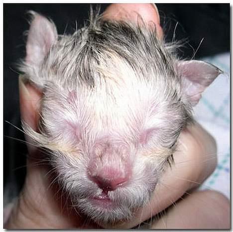 Maine Coon CorkyCoon Luna di Maggio billede 6