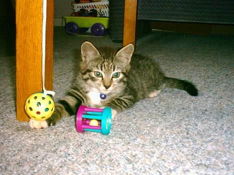 Huskat Mille - legesyg kattekilling. billede 1