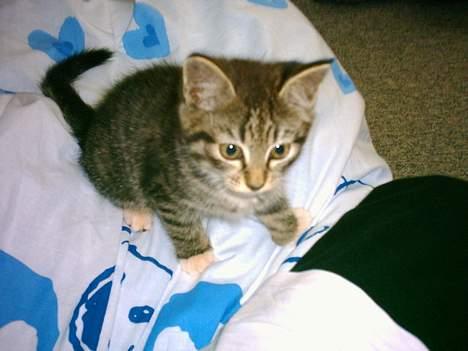 Huskat Mille - se den lille kattekilling, nej hvor er den sød.....   ;-) billede 2