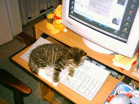 Huskat Mille - Mille som ligger på computer tastaturet billede 3