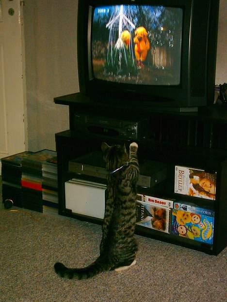 Huskat Mille - mille ser fjernsyn billede 4