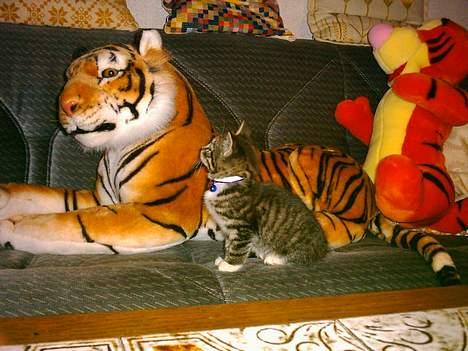 Huskat Mille - Mon jeg også bliver så stor som den tiger engang??? billede 5