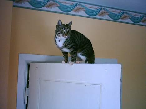 Huskat Mille - mille kan hoppe højt, helt øverst oppe på denne dør... hehe billede 6
