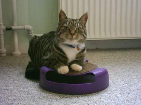 Huskat Mille - der bor en mus i denne jeg halvt ligger på, og jeg skal nok få fat i den mus....    ;-) billede 7