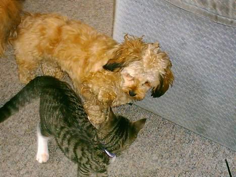 Huskat Mille - Her er jeg sammen med min bedste ven, hunden Lady... billede 8