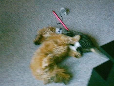 Huskat Mille - Synes lige min bedste ven Lady skal have et kram... billede 9