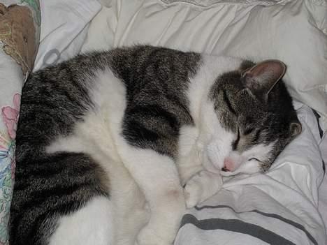 Huskat Charlie - nu er jeg blevet en kule ..<3<3 :) der sover så nu må i ik forstyre mig ! zzzzzzZZZZZZzzzzzZZZZZZZZzzzzz billede 11