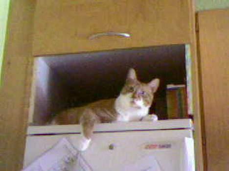 Huskat bella - her elsker jeg at ligge..hih billede 10