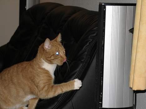 Huskat Oliver  R.I.P d.16-10-06  - Jeg sniger mig lige op ad sofaen, jeg kan se noget spændene billede 10