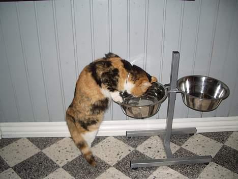 Huskat Mille - Hunden´s vand smager altså bedst. billede 3