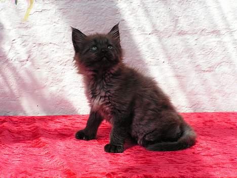Maine Coon Muserne`s Eros - Ja her er jeg så sat op til at blive fotograferet der er kedeligtttttttttt...... billede 8