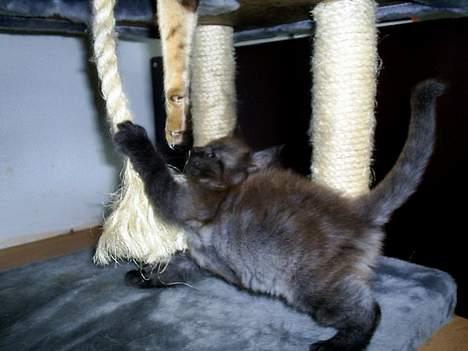 Maine Coon Muserne`s Eros - me tarzan...............jubii der er sjovt...  billede 9