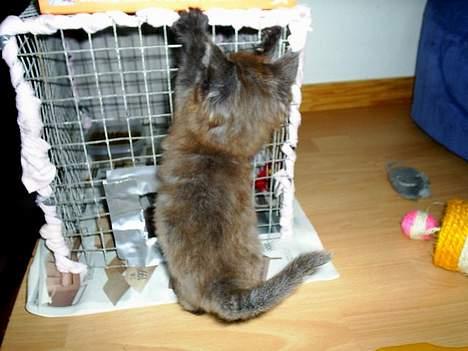 Maine Coon Muserne`s Eros - der er altså svært at komme ind til min mad er det oppe eller nede det hul er ????? billede 10