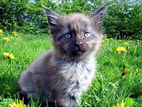 Maine Coon Muserne`s Eros - se nu nu er jeg ude for første gang i den store store verden billede 11