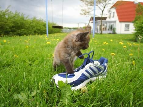 Maine Coon Muserne`s Eros - jeg tror der bor kæmper her ude med de størelse sko ;-) billede 12