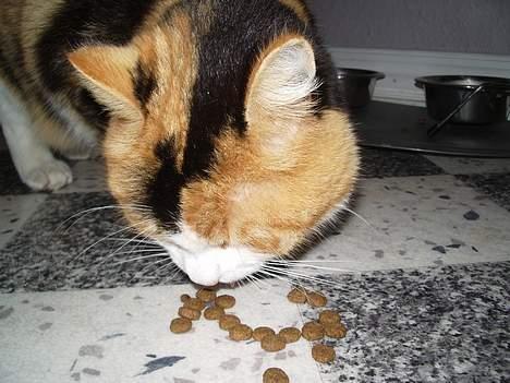 Huskat Mille - Her får jeg lidt mad på gulvet. billede 4