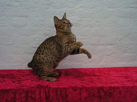 Ocicat Sea Coon Andi - jeg var hest i mit tidliger liv billede 15