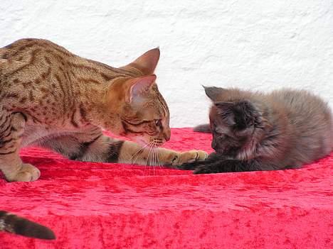 Ocicat Sea Coon Andi - så så eros det er ikke så slemt jeg er her jo!!!!!!!!!!!!!!!!! billede 16