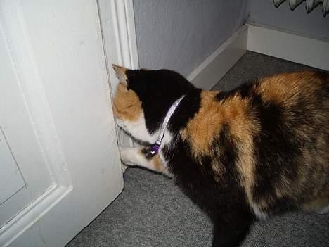 Huskat Mille - Prøver på at komme ind i min seng. billede 5