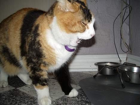 Huskat Mille - Ahh det smagte godt. billede 6