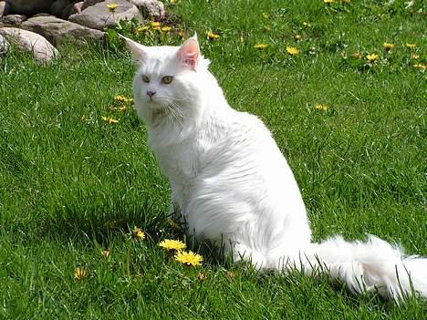 Maine Coon Vulcain De La Chapelle... - dejligt med noget sol og sommer billede 11