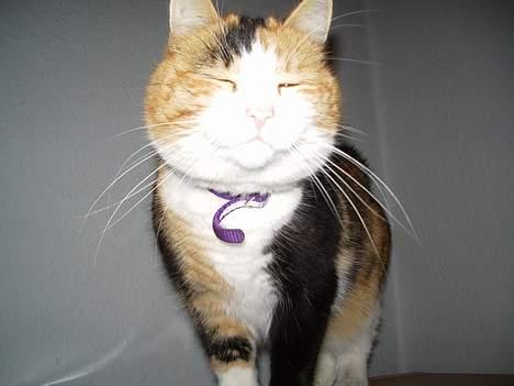 Huskat Mille - Jeg er ikke glad for at i tager billeder af mig, så jeg lukker bare øjnene på alle billeder. billede 7